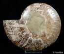 Large Inch Polished Ammonite Half #2830-1